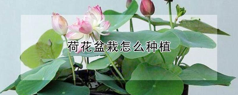 荷花盆栽怎么种植 荷花盆栽怎么种植要多少泥土