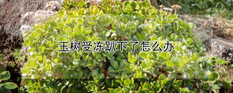 玉树受冻趴下了怎么办（玉树受冻趴下了怎么办视频）