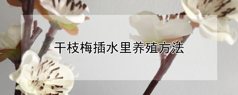 干枝梅插水里养殖方法 干枝梅插水里养殖方法视频