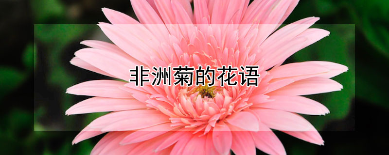 非洲菊的花语（粉色非洲菊的花语）