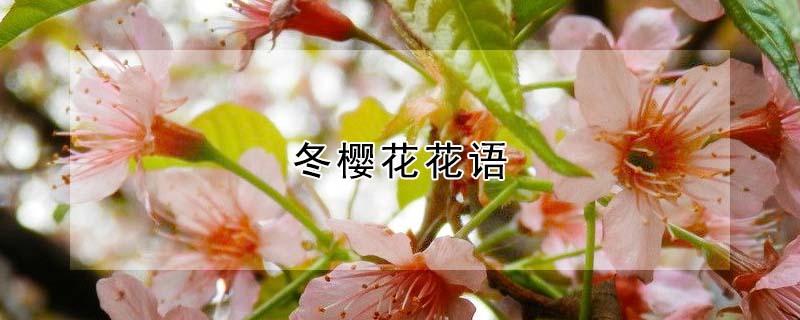 冬樱花花语 冬樱花花语大全