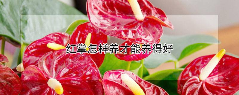 红掌怎样养才能养得好（水培红掌怎么养才能更旺盛）