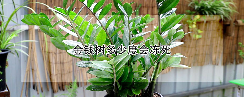 金钱树多少度会冻死（冬天冻不死的常绿植物）