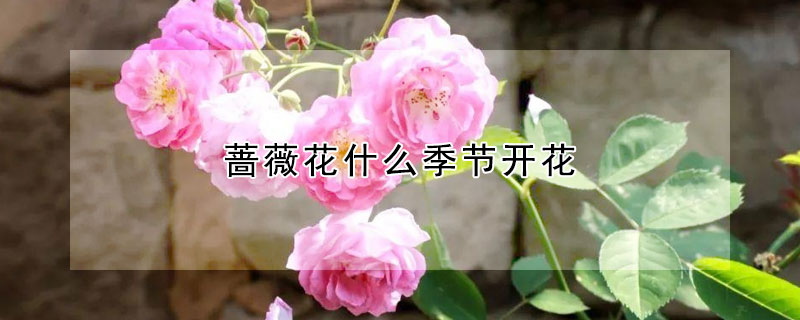 蔷薇花什么季节开花 蔷薇花什么季节开的