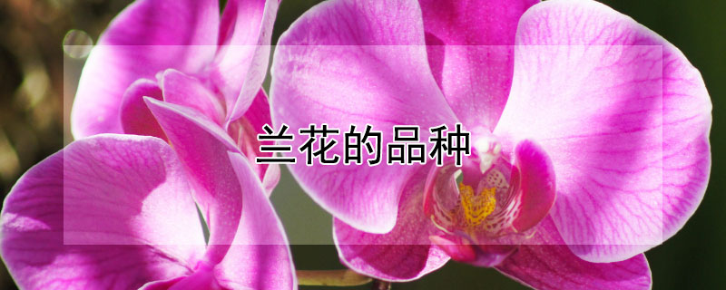 兰花的品种 兰花的品种有多少