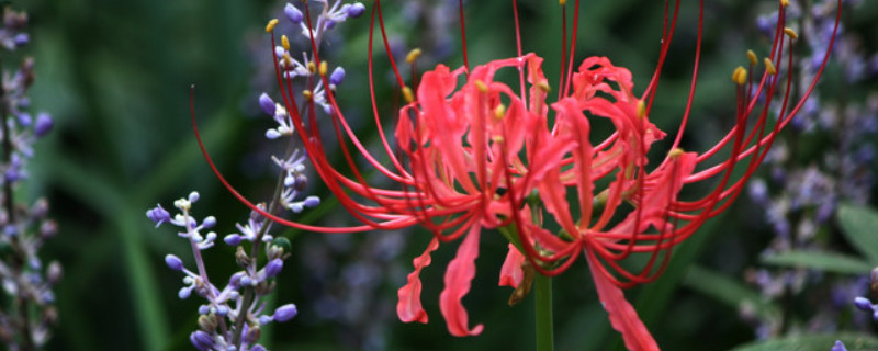 红色彼岸花的花语是什么（红色彼岸花的花语是什么意思）