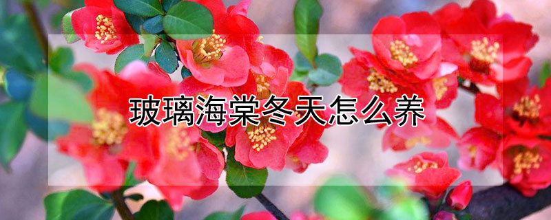 玻璃海棠冬天怎么养（玻璃海棠冬天怎么养护）