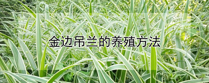 金边吊兰的养殖方法 金边吊兰的养殖方法和浇水