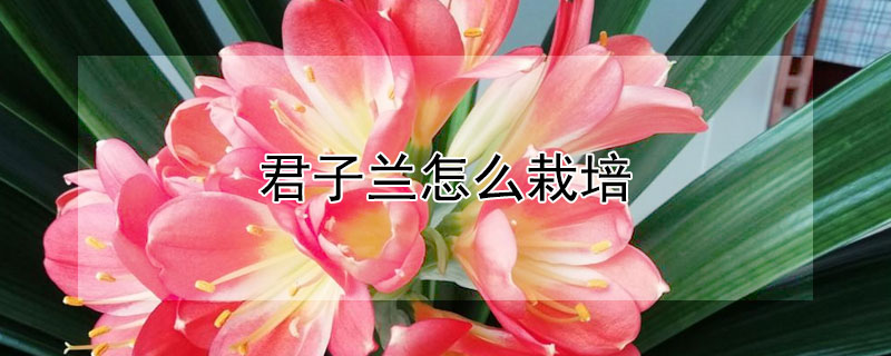 君子兰怎么栽培 君子兰怎么栽培才能开花