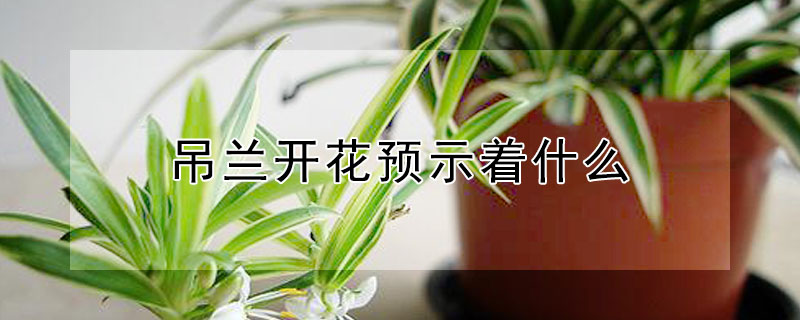 吊兰开花预示着什么 吊兰开花预示着什么后枝条怎么办