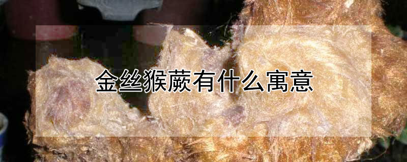 金丝猴蕨有什么寓意（金丝猴蕨有什么寓意和花语）