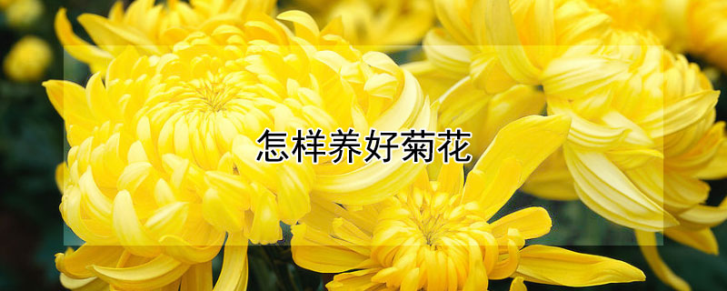 怎样养好菊花 怎样养好菊花盆栽