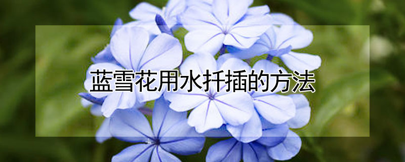 蓝雪花用水扦插的方法（蓝雪花用水扦插的方法图片）