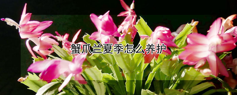 蟹爪兰夏季怎么养护（蟹爪兰夏季怎么养护和浇水）