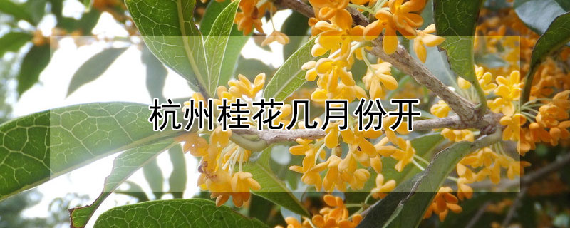 杭州桂花几月份开 杭州桂花几月份开花