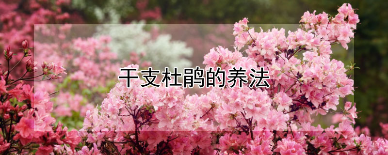 干支杜鹃的养法（干支的杜鹃怎么能开花）
