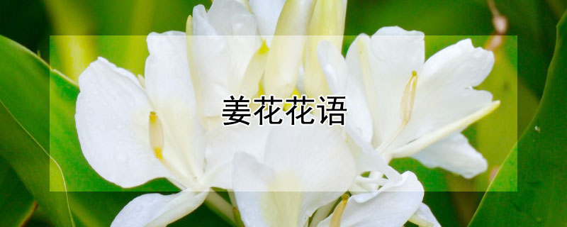 姜花花语（火炬姜花花语）