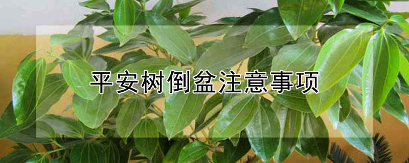 平安树倒盆注意事项（平安树倒盆叶子下垂是什么原因,怎么补救）