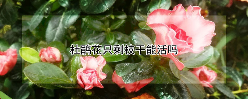 杜鹃花只剩枝干能活吗 杜鹃花只剩枝干能活吗视频