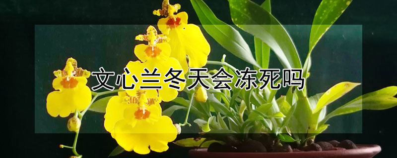 文心兰冬天会冻死吗（文心兰 冬天）