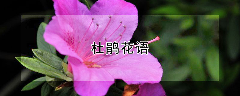 杜鹃花语 花语