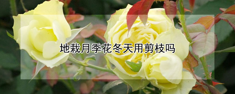 地栽月季花冬天用剪枝吗 地栽月季花冬天用剪枝吗视频