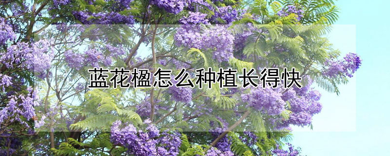 蓝花楹怎么种植长得快 蓝花楹怎么种植长得快些