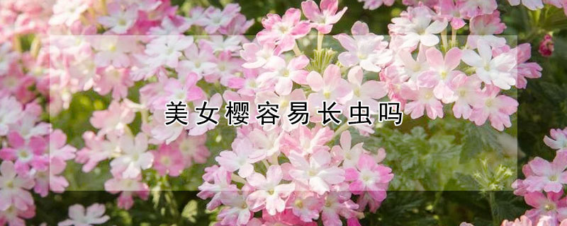 美女樱容易长虫吗 美女樱有什么虫害