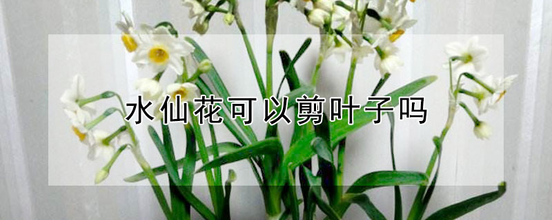 水仙花可以剪叶子吗（水仙花可以剪叶子吗图片）