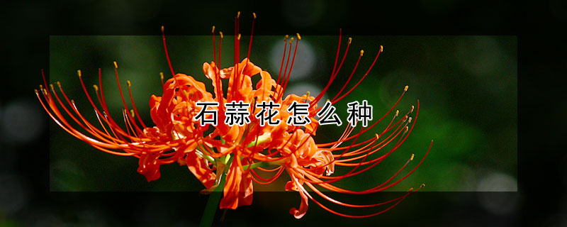 石蒜花怎么种（石蒜花怎么种才能发芽）