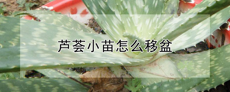 芦荟小苗怎么移盆 芦荟小苗怎么移盆换盆