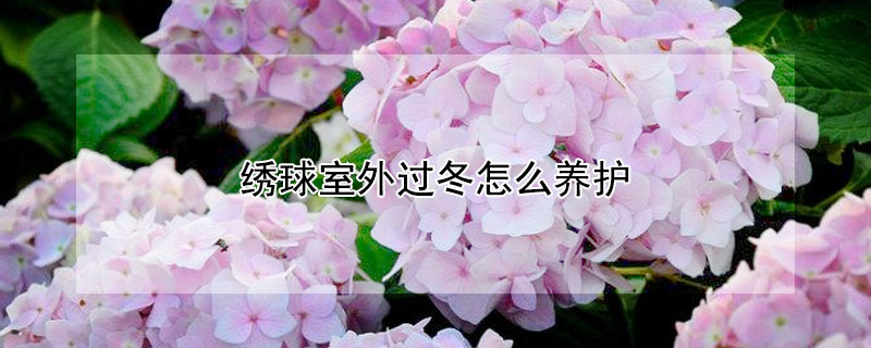 绣球室外过冬怎么养护 绣球室外过冬怎么养护好