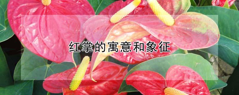 红掌的寓意和象征（红掌的寓意和象征风水）