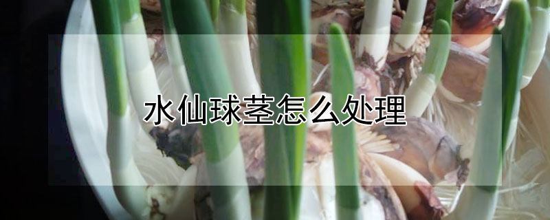 水仙球茎怎么处理（水仙球茎生长过程图片）