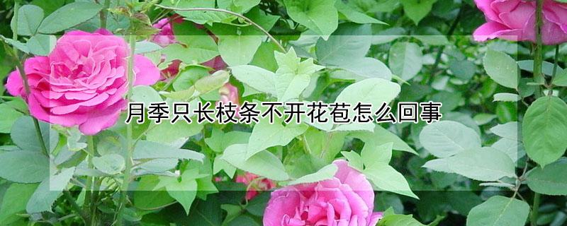 月季只长枝条不开花苞怎么回事（月季只长枝条不开花苞怎么回事视频）