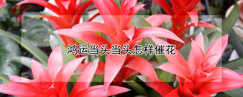 鸿运当头当头怎样催花 鸿运当头怎么养花更红