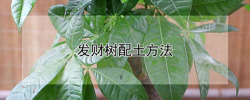 发财树配土方法（发财树配土方法图解）