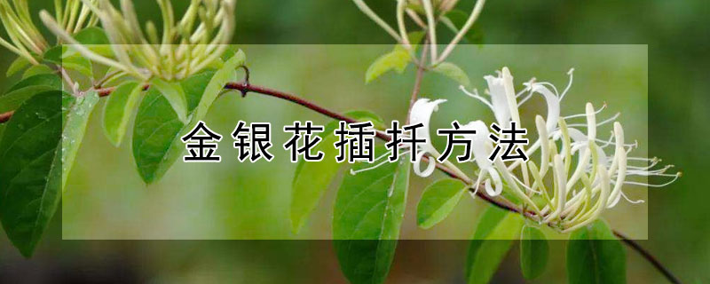 金银花插扦方法 金银花插扦方法图解
