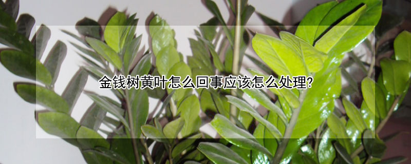 金钱树黄叶怎么回事应该怎么处理? 金钱树黄叶怎么回事应该怎么处理