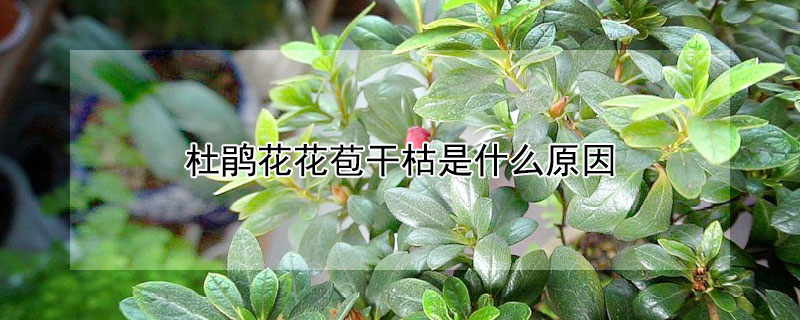 杜鹃花花苞干枯是什么原因 为什么杜鹃花花苞没开就焦了