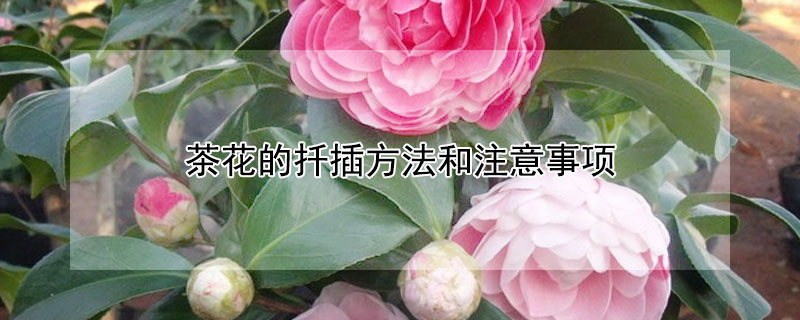 茶花的扦插方法和注意事项（茶花的扦插方法和注意事项视频）