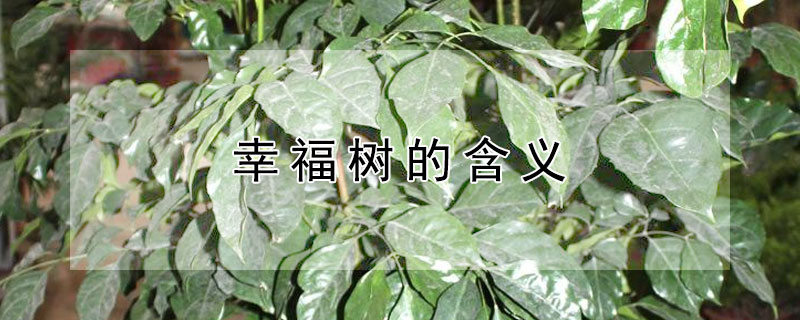 幸福树的含义（幸福树的含义和象征）