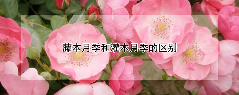 藤本月季和灌木月季的区别（藤本月季和灌木月季的区别在哪）