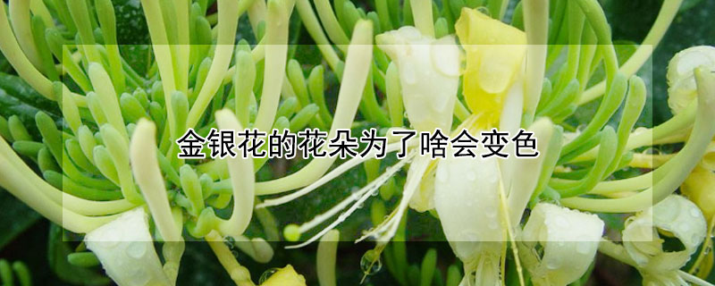 金银花的花朵为了啥会变色（金银花的花朵为了啥会变色呢）