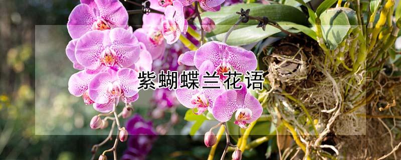 紫蝴蝶兰花语 蝴蝶兰花语和寓意是什么