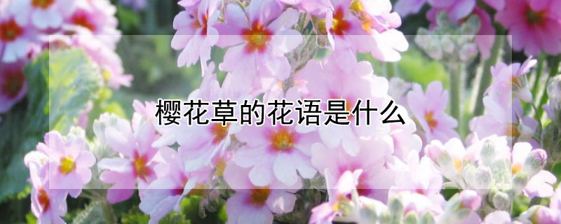 樱花草的花语是什么（樱草 花语）