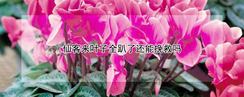 仙客来叶子全趴了还能挽救吗（仙客来叶子都倒了是怎么回事）