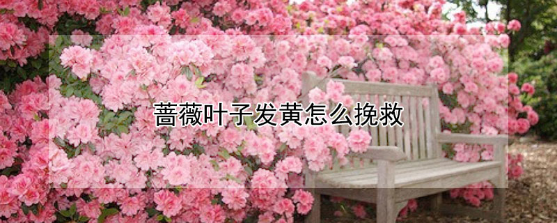 蔷薇叶子发黄怎么挽救（蔷薇叶子黄了怎么办）
