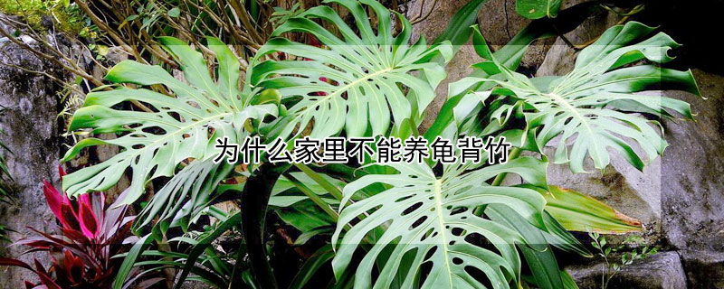 为什么家里不能养龟背竹 排名第一最好的镇宅绿植