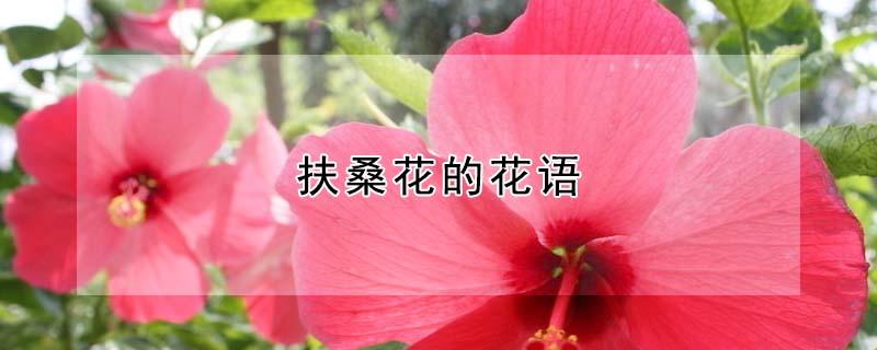 扶桑花的花语（扶桑花为什么叫死人花）